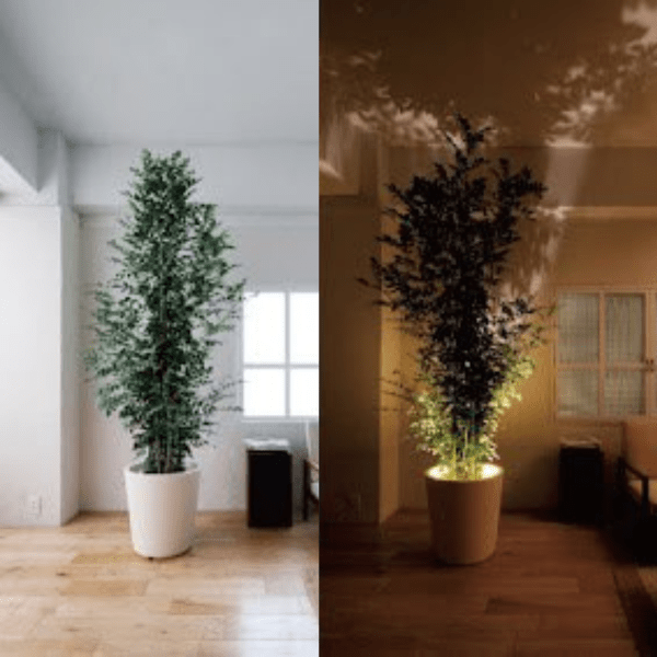 Lunoray – Light Where Your Story Lives