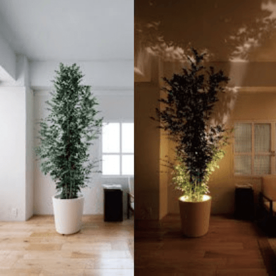 Lunoray – Light Where Your Story Lives
